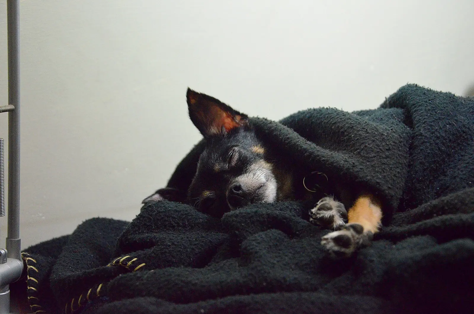 A small dog sleeping wrapped in a black blanket