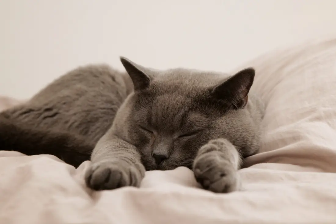 A grey cat sleeping with its paws stretched forward