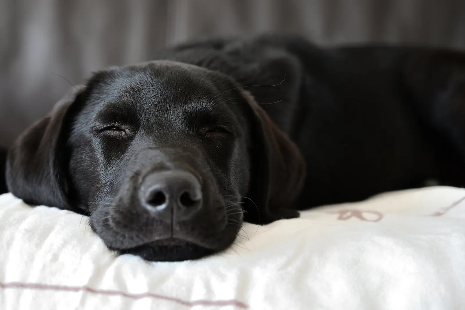 A black Labrador sleeping with its head on a white pillow