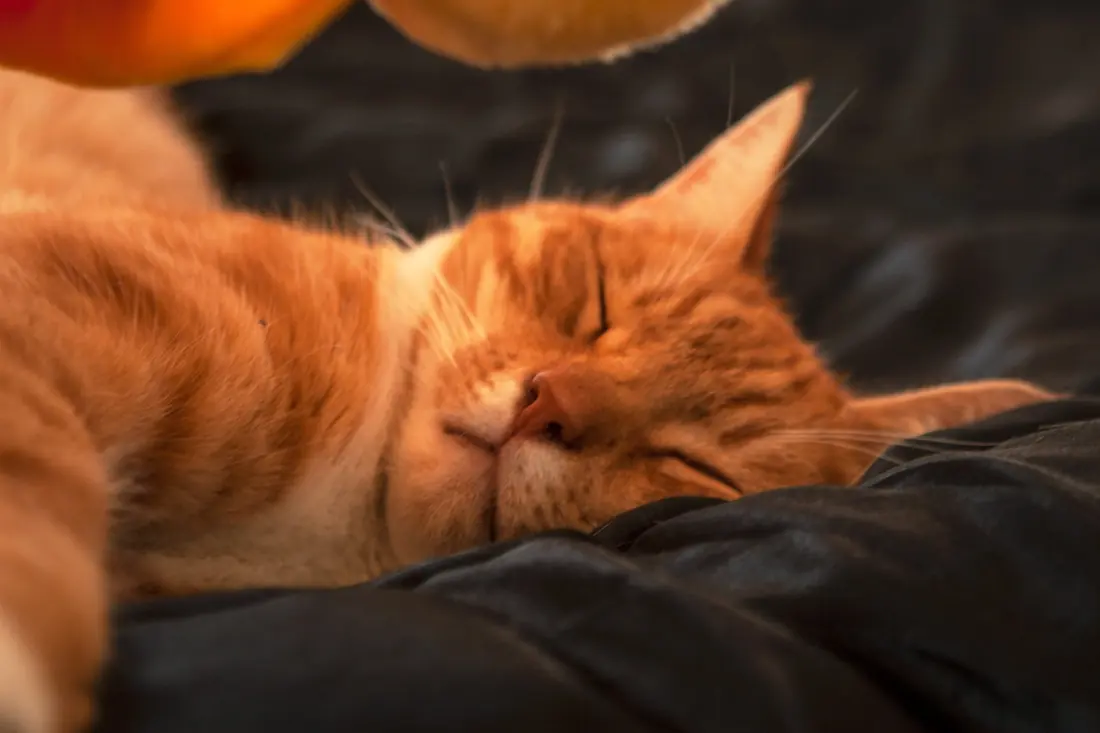 An orange cat sleeping on a dark blanket