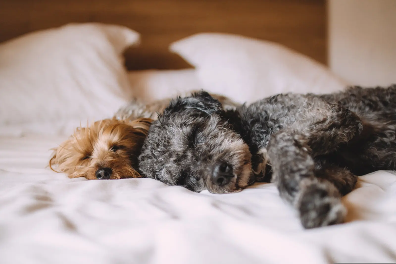Two small dogs sleeping side by side on a bed